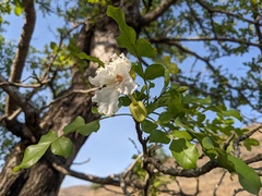 Dolichandrone falcata