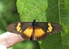 Acraea aganice montana
