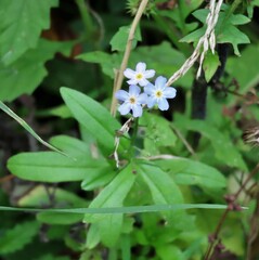 Myosotis sylvatica
