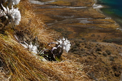 Saussurea gossipiphora