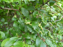 Eriophyes similis