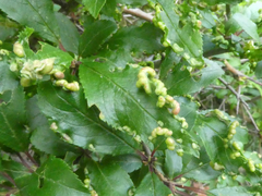 Eriophyes similis