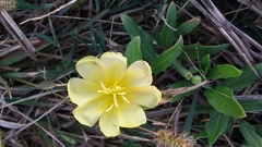 Oenothera laciniata