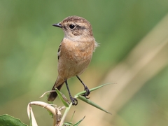 Saxicola stejnegeri