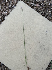 Petrorhagia nanteuilii