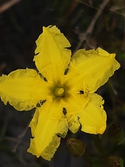 Ornduffia reniformis