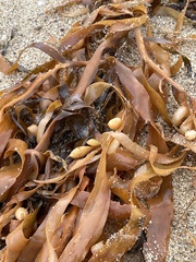 Phyllospora comosa