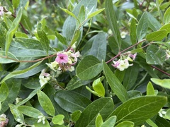 Billardiera versicolor