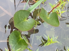 Ornduffia reniformis