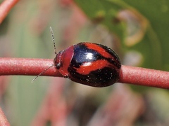 Paropsisterna erudita