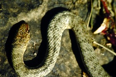 Dolichophis jugularis