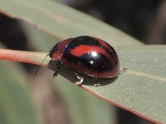 Paropsisterna erudita