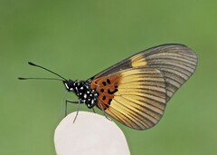 Acraea aganice montana