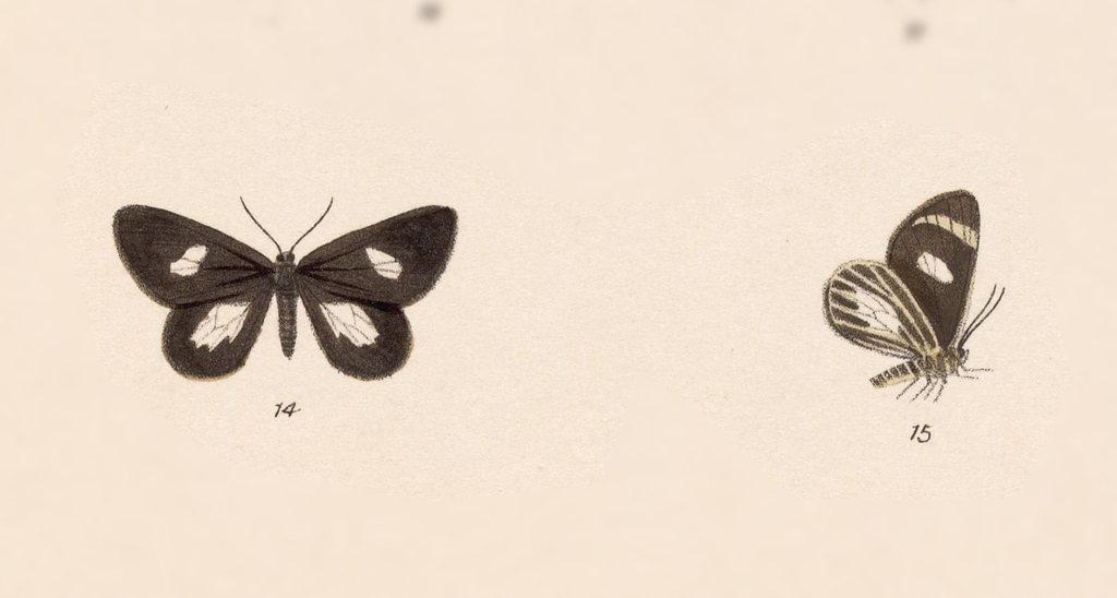 Eutrepsia polyxena