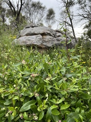 Billardiera versicolor