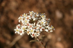 Crassula scabra