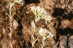 Crassula scabra