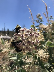 Bombus crotchii