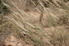 Melica racemosa