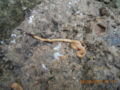 Caenoplana