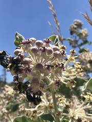 Bombus crotchii