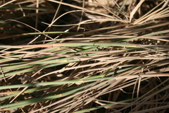 Melica racemosa