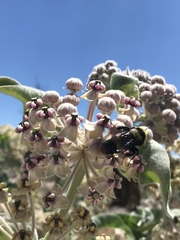 Bombus crotchii