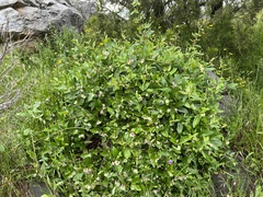 Billardiera versicolor