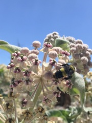 Bombus crotchii