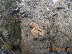 Caenoplana