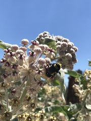 Bombus crotchii