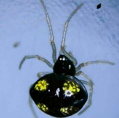Theridula gonygaster