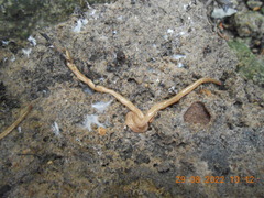 Caenoplana
