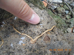 Caenoplana