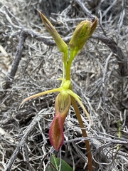 Cryptostylis ovata