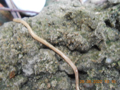 Caenoplana
