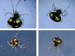 Theridula gonygaster