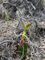 Cryptostylis ovata