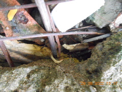 Caenoplana