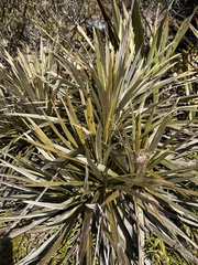 Celmisia armstrongii