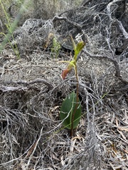 Cryptostylis ovata