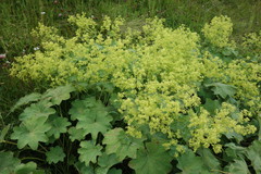 Alchemilla mollis