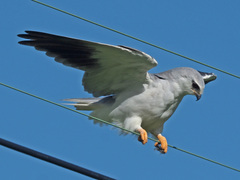 Elanus caeruleus caeruleus