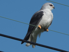 Elanus caeruleus caeruleus