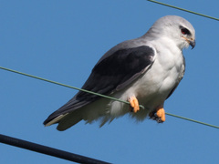 Elanus caeruleus caeruleus