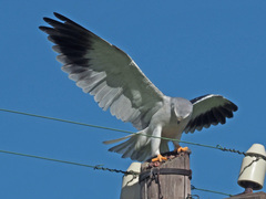 Elanus caeruleus caeruleus