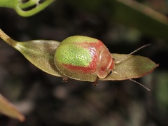 Paropsisterna pictipes