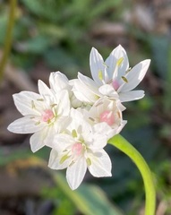 Allium trifoliatum