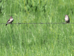 Crithagra atrogularis