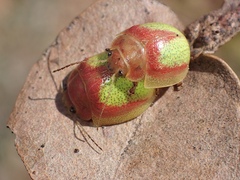 Paropsisterna pictipes